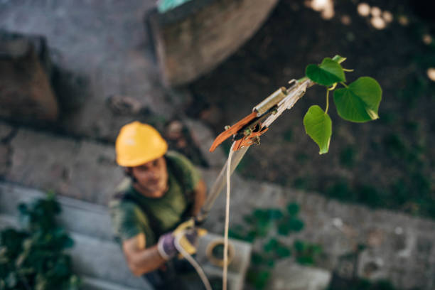 How Our Tree Care Process Works  in  Makawao, HI